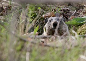 groundhog